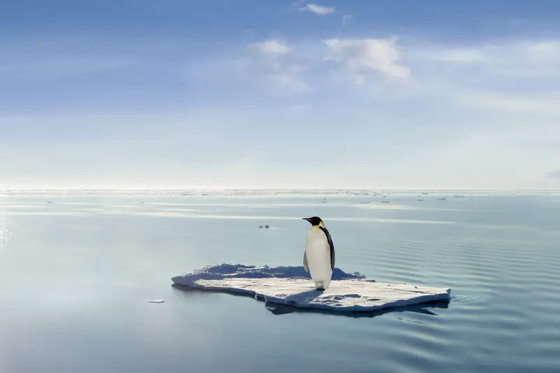 A penguin standing on a floating ice floe in a calm sea